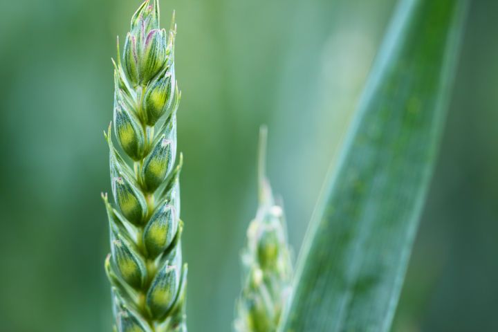 The requirements for plant-based drinks are standardised The requirements for plant-based drinks are standardised