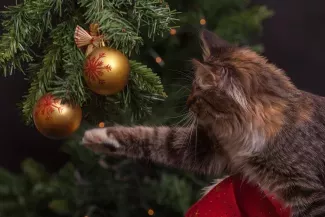 The holiday is coming to us...