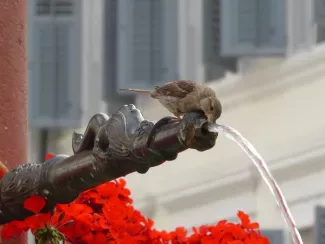 Drinking Water Supply