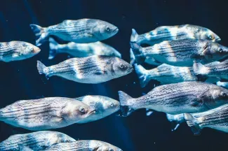Fish and fish products excluded from list of goods requiring declaration according to GOST R