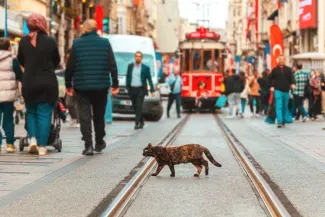 Police Clearance Certificate in Turkey: obtaining, apostille, and legalization