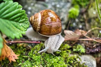 The veterinary certificate for gastropods and their larvae
