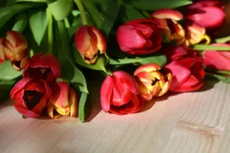 Cut Flowers